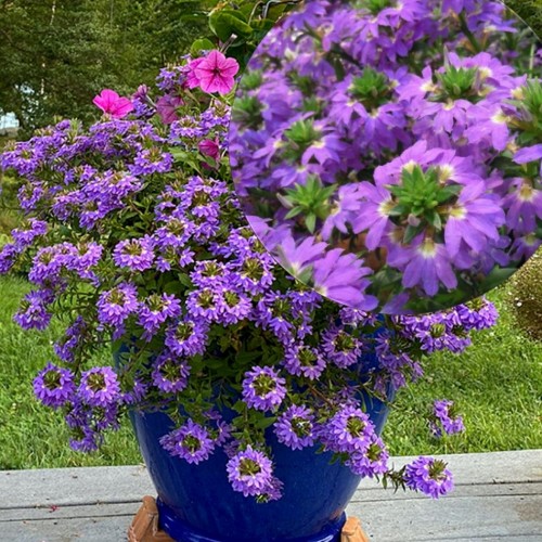 Scaevola aemula 'Scala Blue' - Sinine tiiviklill 'Scala Blue'